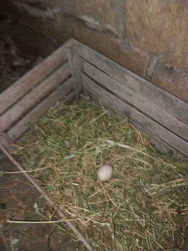 Toyuq, Damazlıq lalafo.az -da Toyuq, Damazlıq