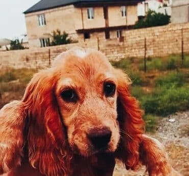 Koker spaniyel lalafo.az -da Koker spaniyel