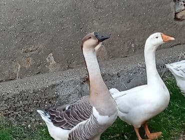 Dişi, Damazlıq, Ünvandan götürmə lalafo.az -da — 1 Dişi, Damazlıq, Ünvandan götürmə — 1