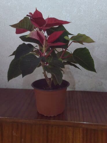 Evdaxili dekor üçün qırmızı-yaşıl yarpaqlı poinsetiya (Yeni il ulduzu) lalafo.az -da Evdaxili dekor üçün qırmızı-yaşıl yarpaqlı poinsetiya (Yeni il ulduzu)