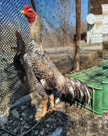 Təsvir:salam.hər heyvanın öz qiyməti var hamsını götüren olsa biraz lalafo.az -da — 4 Təsvir:salam.hər heyvanın öz qiyməti var hamsını götüren olsa biraz — 4