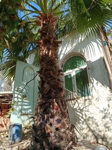 Palma Vaşinqton du satılır lalafo.az -da — 5 Palma Vaşinqton du satılır — 5