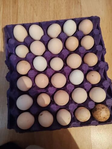 Рыба и морепродукты: Təmiz, kənd təsərrüfatı məhsulları: - Evdə saxlanılan toyuq sürüsü – at lalafo.az — 3 Рыба и морепродукты: Təmiz, kənd təsərrüfatı məhsulları: - Evdə saxlanılan toyuq sürüsü – — 3