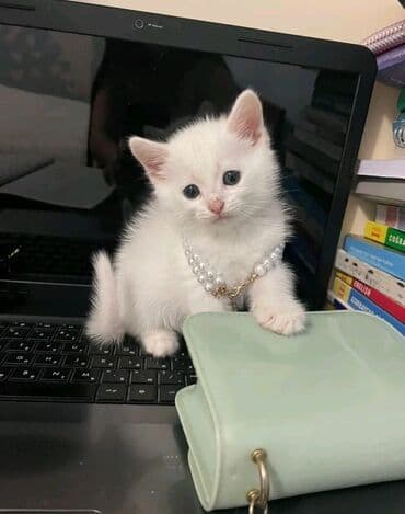 Yaxşı əllərə lalafo.az -da Yaxşı əllərə