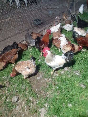 Xoruz, il: 1, Ünvandan götürmə lalafo.az -da Xoruz, il: 1, Ünvandan götürmə