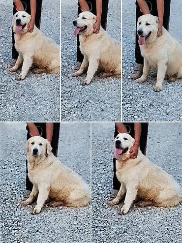 - Növ: it (qızılı rəngli, orta-böyük ölçülü, uzun və qalın tüklü) - lalafo.az -da - Növ: it (qızılı rəngli, orta-böyük ölçülü, uzun və qalın tüklü) -