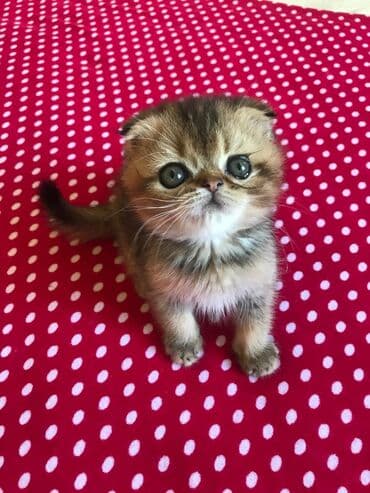 Qızıl şinşilla, Erkək, Ödənişli çatdırılma lalafo.az -da Qızıl şinşilla, Erkək, Ödənişli çatdırılma