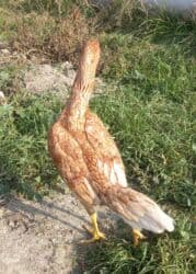 Qiymət cütünə aiddi. Heyvandan başı çıxmayan boş bekar adamlar yazıb lalafo.az -da Qiymət cütünə aiddi. Heyvandan başı çıxmayan boş bekar adamlar yazıb