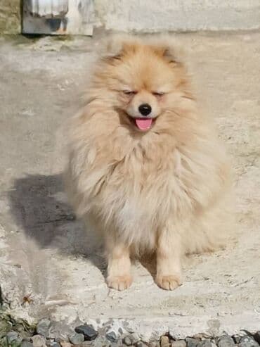 Şpitz, 1 il, Erkek, Peyvəndli, Ünvandan götürmə, Ödənişli çatdırılma lalafo.az -da Şpitz, 1 il, Erkek, Peyvəndli, Ünvandan götürmə, Ödənişli çatdırılma