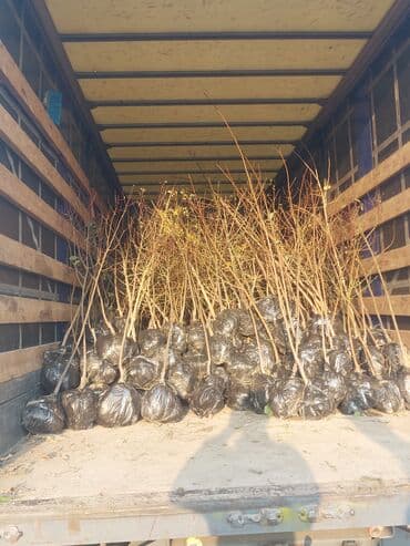 Xurma (persimmon) tingləri – torf komları ilə - Növ: şirin xurma lalafo.az -da Xurma (persimmon) tingləri – torf komları ilə - Növ: şirin xurma