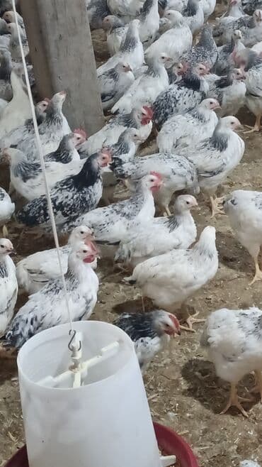 Bismilləh.Serebrist sortu .16.10.2025 cucələridir lalafo.az -da Bismilləh.Serebrist sortu .16.10.2025 cucələridir