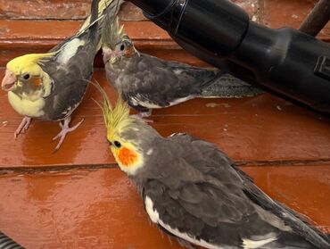 Salam korella quslaridir. Xahis edirəm real alicilar yazsin. 8 ayin lalafo.az -da Salam korella quslaridir. Xahis edirəm real alicilar yazsin. 8 ayin