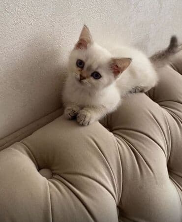 Şinşilla, Erkək, Ünvandan götürmə lalafo.az -da Şinşilla, Erkək, Ünvandan götürmə