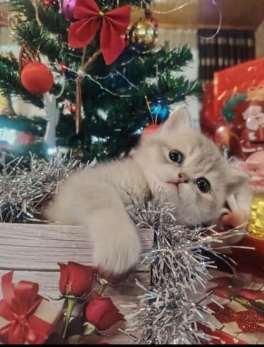 Qızıl şinşilla, Dişi, Yaxşı əllərə, Ünvandan götürmə lalafo.az -da Qızıl şinşilla, Dişi, Yaxşı əllərə, Ünvandan götürmə