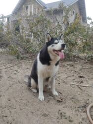 Xaski, 1 il, Erkek, Peyvəndli lalafo.az -da Xaski, 1 il, Erkek, Peyvəndli