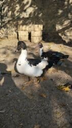 Dişi, Damazlıq, Ünvandan götürmə lalafo.az -da Dişi, Damazlıq, Ünvandan götürmə