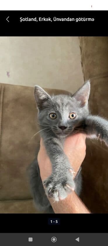 Şotland, Erkək, Pulsuz çatdırılma lalafo.az -da Şotland, Erkək, Pulsuz çatdırılma