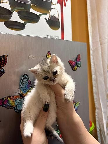 Britan lalafo.az -da Britan