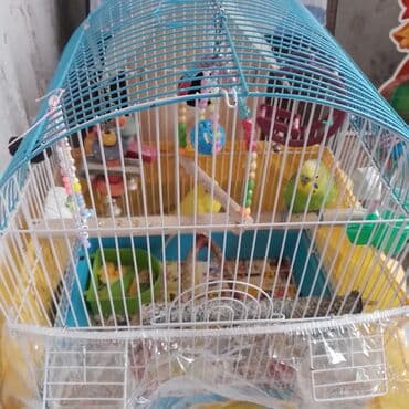 Quş qəfəsi və aksesuarlar dəsti - Rəng: mavi-ağ metal karkas lalafo.az -da Quş qəfəsi və aksesuarlar dəsti - Rəng: mavi-ağ metal karkas