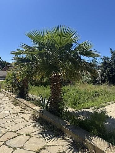 Məhsul: Dekorativ palma ağacı (fan tipli yarpaqlar) Təsvir: - lalafo.az -da Məhsul: Dekorativ palma ağacı (fan tipli yarpaqlar) Təsvir: -