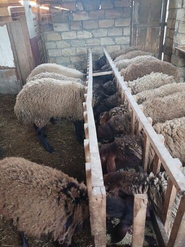 Salam.Allah haminin xeyrini versin.Bordaq qala quzulari 10-11 lalafo.az -da Salam.Allah haminin xeyrini versin.Bordaq qala quzulari 10-11