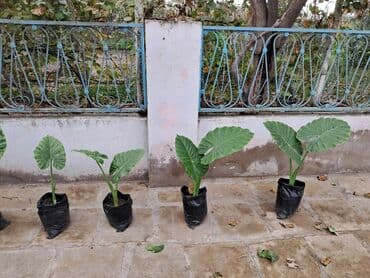 Удобрения: Güllər böyük və balaca olmaqla 10-15 manatdır. Ümumklokdə 8 ədəddir at lalafo.az — 3 Удобрения: Güllər böyük və balaca olmaqla 10-15 manatdır. Ümumklokdə 8 ədəddir — 3