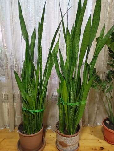 Sansivera lalafo.az -da Sansivera