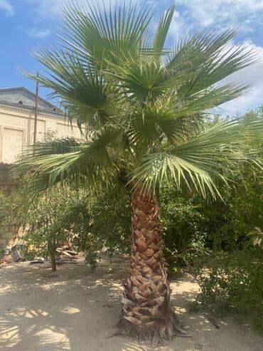 Реечные панели: Dekorativ palma ağacı – fan formalı yarpaqları olan, qalın toxmalı at lalafo.az — 1 Реечные панели: Dekorativ palma ağacı – fan formalı yarpaqları olan, qalın toxmalı — 1