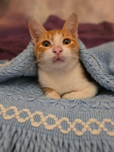 Rəng - Mavi Pled lalafo.az -da Rəng - Mavi Pled