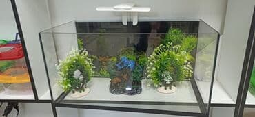 Akvarium ekstra şüşeden yıĝılıb ölçüleri 70.35.35 - Aydın, şəffaf lalafo.az -da Akvarium ekstra şüşeden yıĝılıb ölçüleri 70.35.35 - Aydın, şəffaf