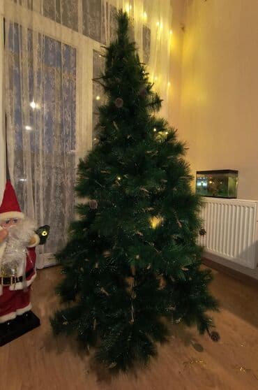 Yolka 180sm bezekleri şaxda baba hamsi daxil.tecili satilir. Qiymet lalafo.az -da Yolka 180sm bezekleri şaxda baba hamsi daxil.tecili satilir. Qiymet