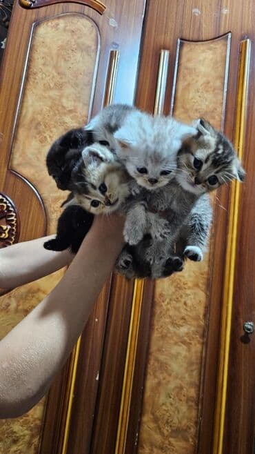 Balaca pişik balaları — bir yuva dolusu şirinlik! - 4 ədəd balaca lalafo.az -da Balaca pişik balaları — bir yuva dolusu şirinlik! - 4 ədəd balaca