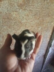 3svinka satilir real alici yazsin endirim olacaq hamisini alana ünvan lalafo.az -da 3svinka satilir real alici yazsin endirim olacaq hamisini alana ünvan