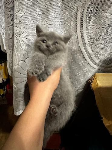 Boz tüklü balaca pişik balaları - Rəng: vahid boz (biri yüngül krem lalafo.az -da Boz tüklü balaca pişik balaları - Rəng: vahid boz (biri yüngül krem