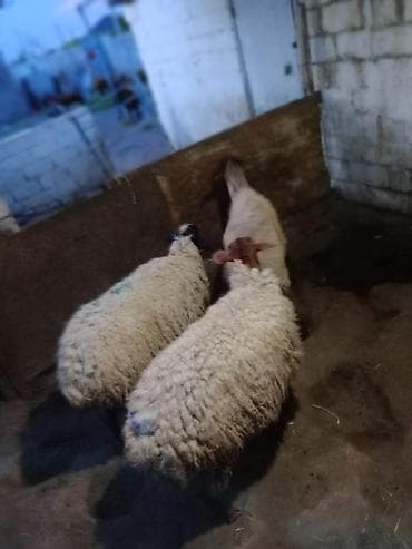3 dənəsi 1100 manata real alıcıya endirim olacaq lalafo.az -da 3 dənəsi 1100 manata real alıcıya endirim olacaq