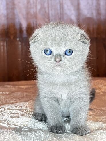 Şotland yastı qulaq, Dişi lalafo.az -da Şotland yastı qulaq, Dişi