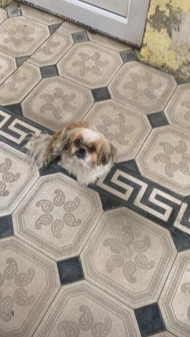 Shi-tsu lalafo.az -da Shi-tsu