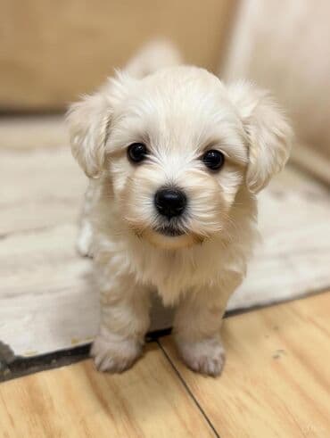 Pudel, 2 ay, Erkek, Ünvandan götürmə, Ödənişli çatdırılma lalafo.az -da Pudel, 2 ay, Erkek, Ünvandan götürmə, Ödənişli çatdırılma