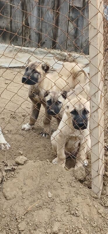 Kanqal, 3 ay, Erkek, Peyvəndli, Ödənişli çatdırılma lalafo.az -da Kanqal, 3 ay, Erkek, Peyvəndli, Ödənişli çatdırılma