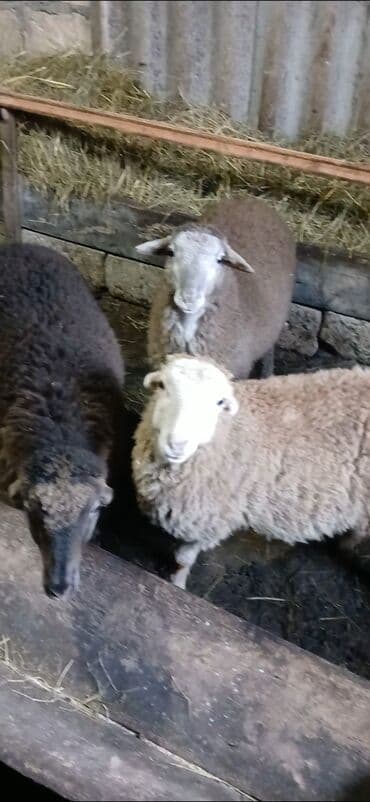 Erkək quzular satılır. Tam sağlam heyvanlardı. Diri çəkisi 9manatdan lalafo.az -da Erkək quzular satılır. Tam sağlam heyvanlardı. Diri çəkisi 9manatdan