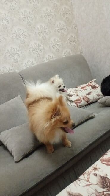 Şpitz, 11 ay, Dişi, Peyvəndli, Ödənişli çatdırılma, Pulsuz çatdırılma lalafo.az -da Şpitz, 11 ay, Dişi, Peyvəndli, Ödənişli çatdırılma, Pulsuz çatdırılma