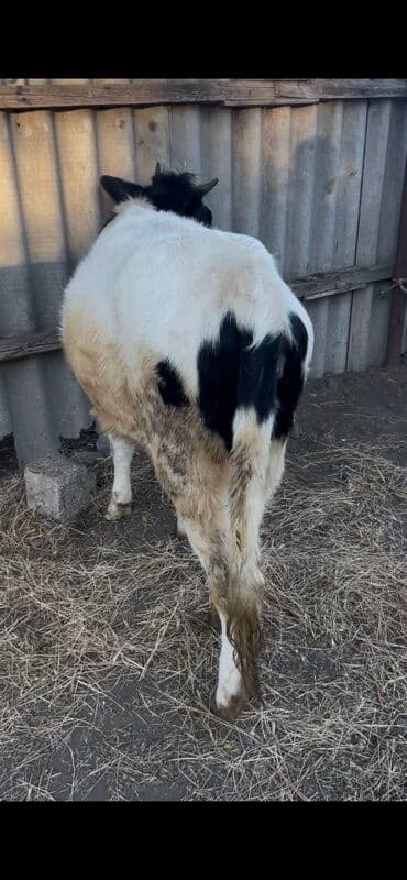 İvanofqa düyə satılır tam sağlam damazlığ üçün satılır lalafo.az -da İvanofqa düyə satılır tam sağlam damazlığ üçün satılır