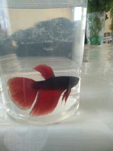 Sülhsevər lalafo.az -da Sülhsevər