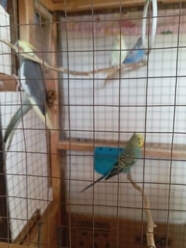 Salam Korela Satılır Hazır Cütduler içinde 3 ədəd papuqayda Var hazır lalafo.az -da Salam Korela Satılır Hazır Cütduler içinde 3 ədəd papuqayda Var hazır