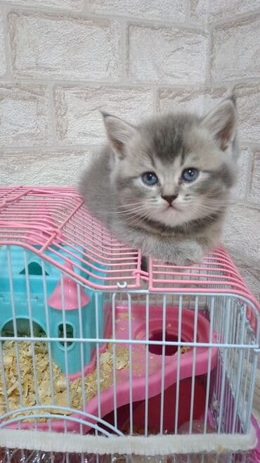 Şotland, Erkək, Yaxşı əllərə, Ödənişli çatdırılma lalafo.az -da Şotland, Erkək, Yaxşı əllərə, Ödənişli çatdırılma