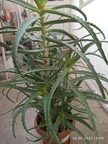 Aloe vera dərman bitkiləri,6 illikdir, dərman vasitəsi kimi istifadə lalafo.az -da Aloe vera dərman bitkiləri,6 illikdir, dərman vasitəsi kimi istifadə