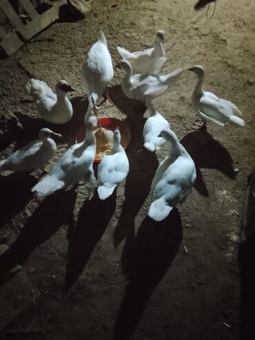 Ağ rəngli muskovi ördəklər (indoutka) – qrup halında. - Şəkildə bir lalafo.az -da Ağ rəngli muskovi ördəklər (indoutka) – qrup halında. - Şəkildə bir