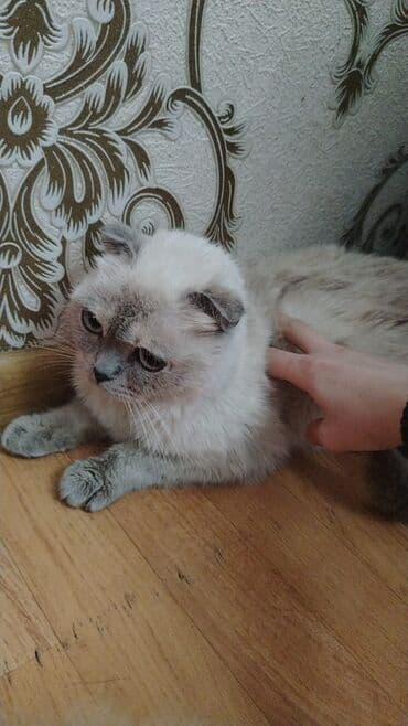 Şotland lalafo.az -da Şotland