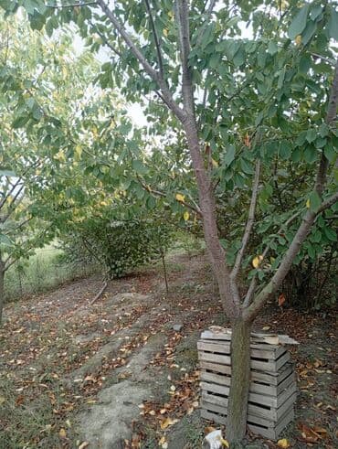 33 sot, Tikinti, Mülkiyyətçi, Kupça (Çıxarış) lalafo.az -da 33 sot, Tikinti, Mülkiyyətçi, Kupça (Çıxarış)