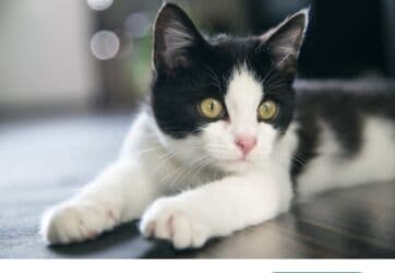 Şotland, Erkək, Yaxşı əllərə, Ünvandan götürmə lalafo.az -da Şotland, Erkək, Yaxşı əllərə, Ünvandan götürmə